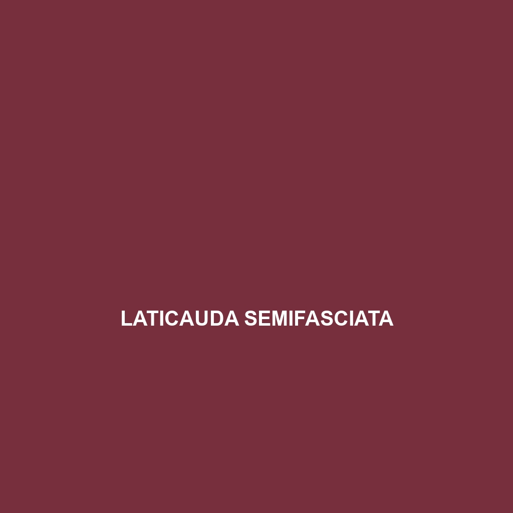 Laticauda schistorhyncha