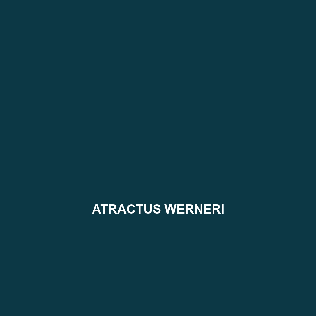 Atractus werneri