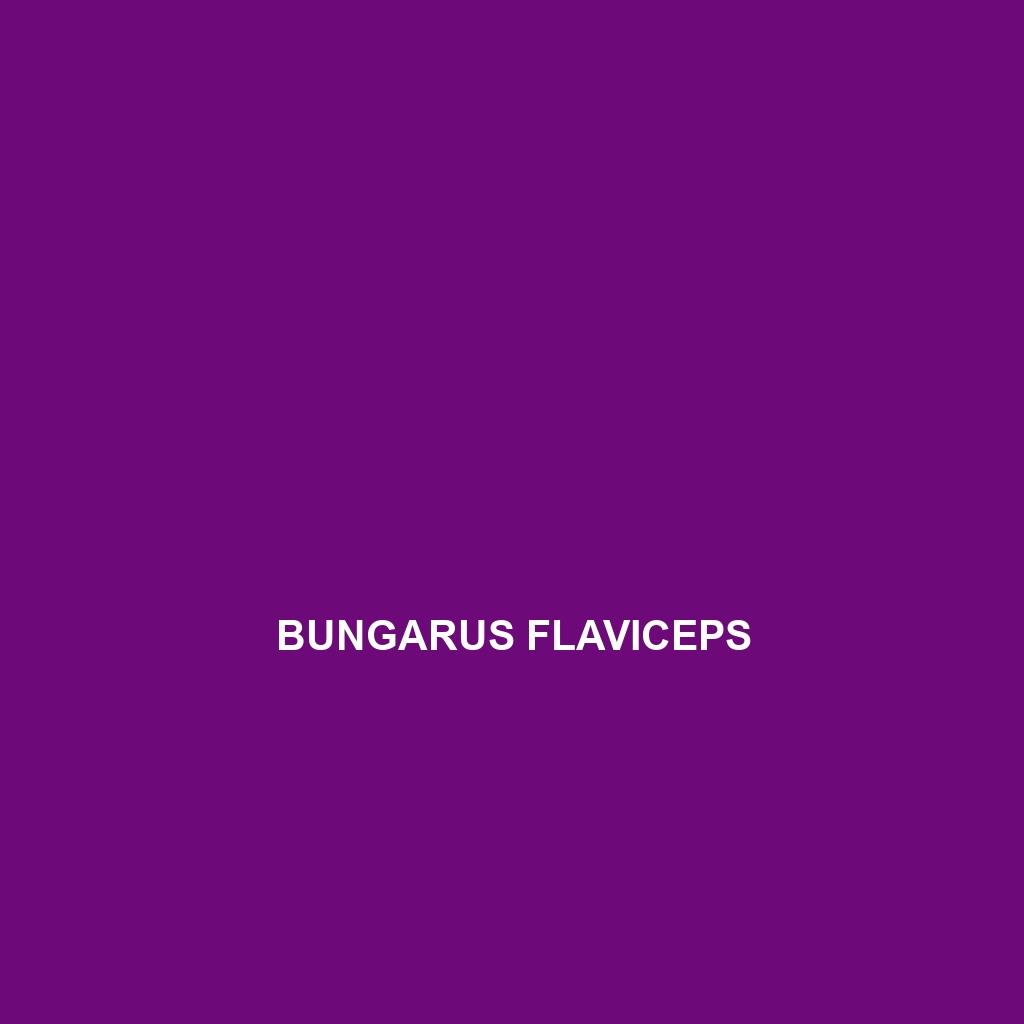 Bungarus flaviceps