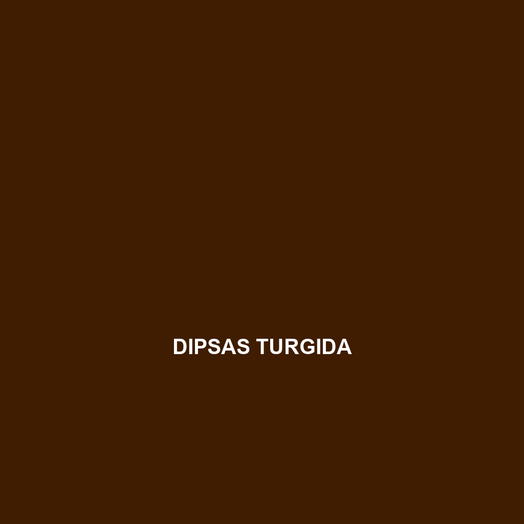 Dipsas turgida