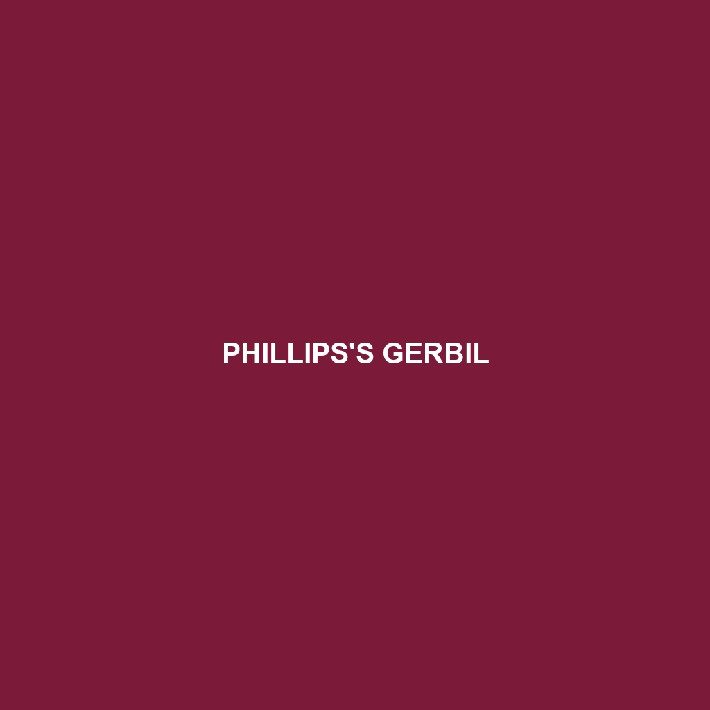 Phillips's Gerbil