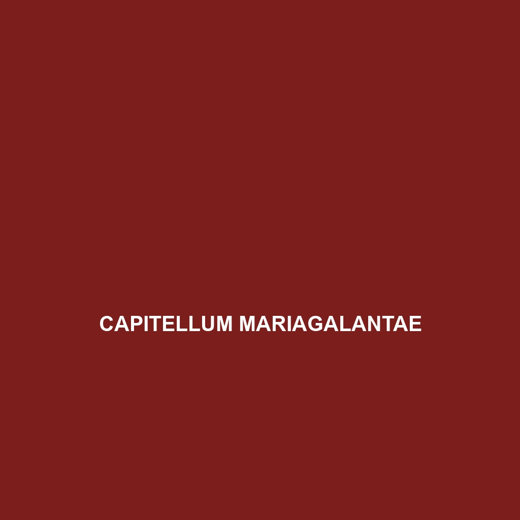 Capitellum mariagalantae