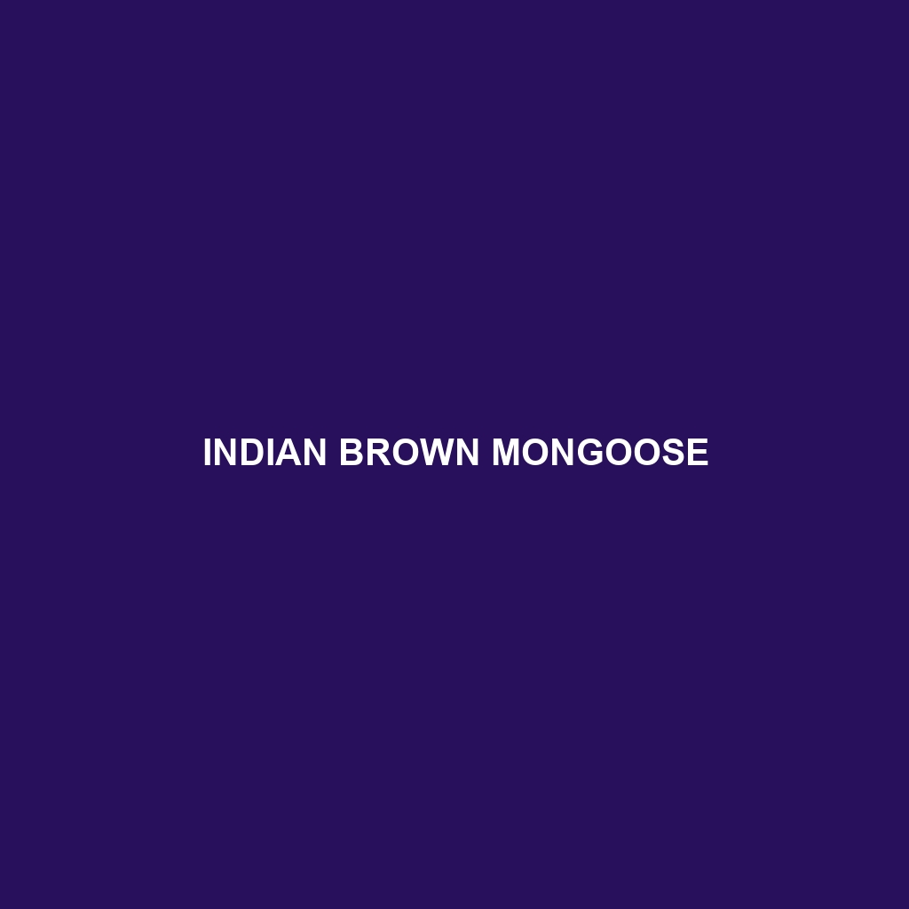 Indian Brown Mongoose