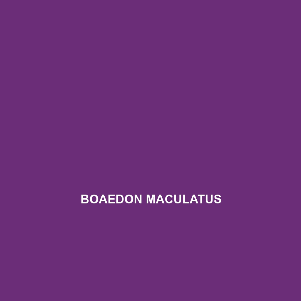 Boaedon maculatus