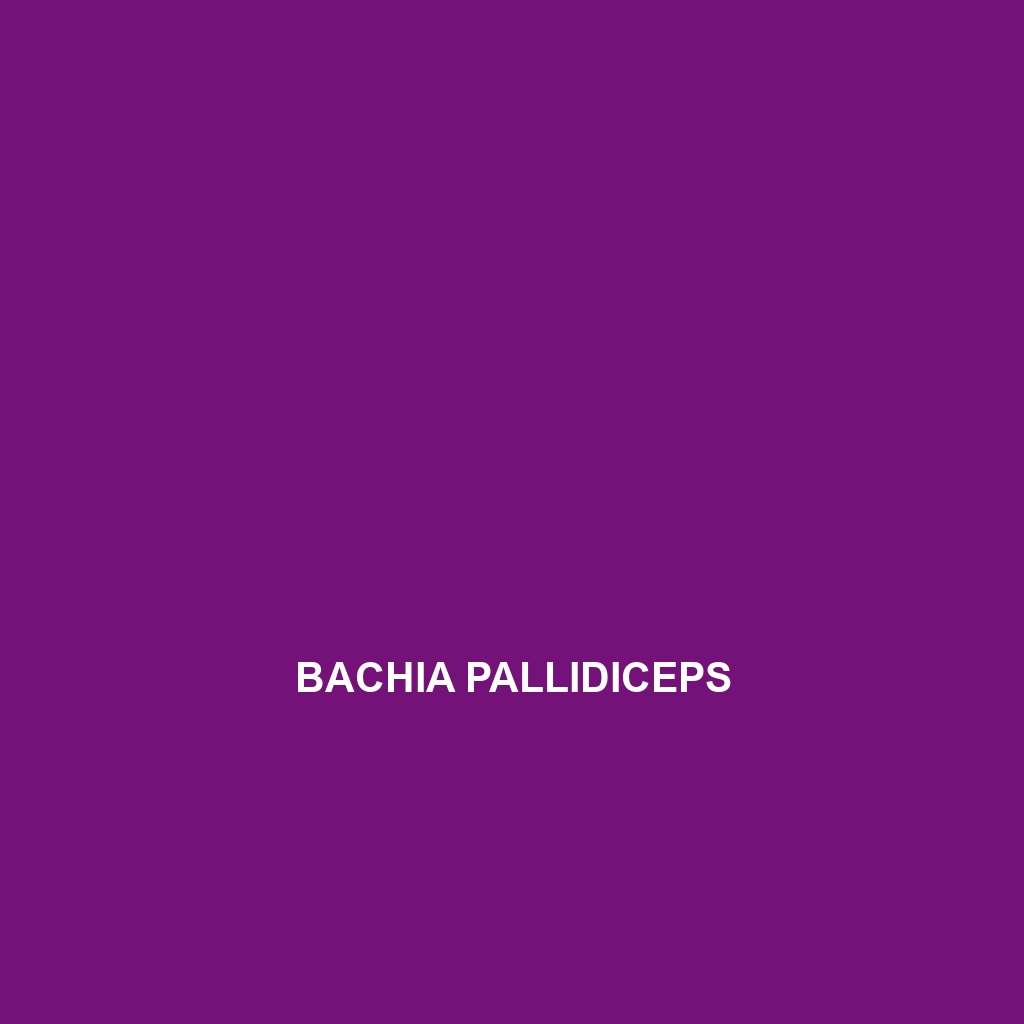 Bachia pallidiceps