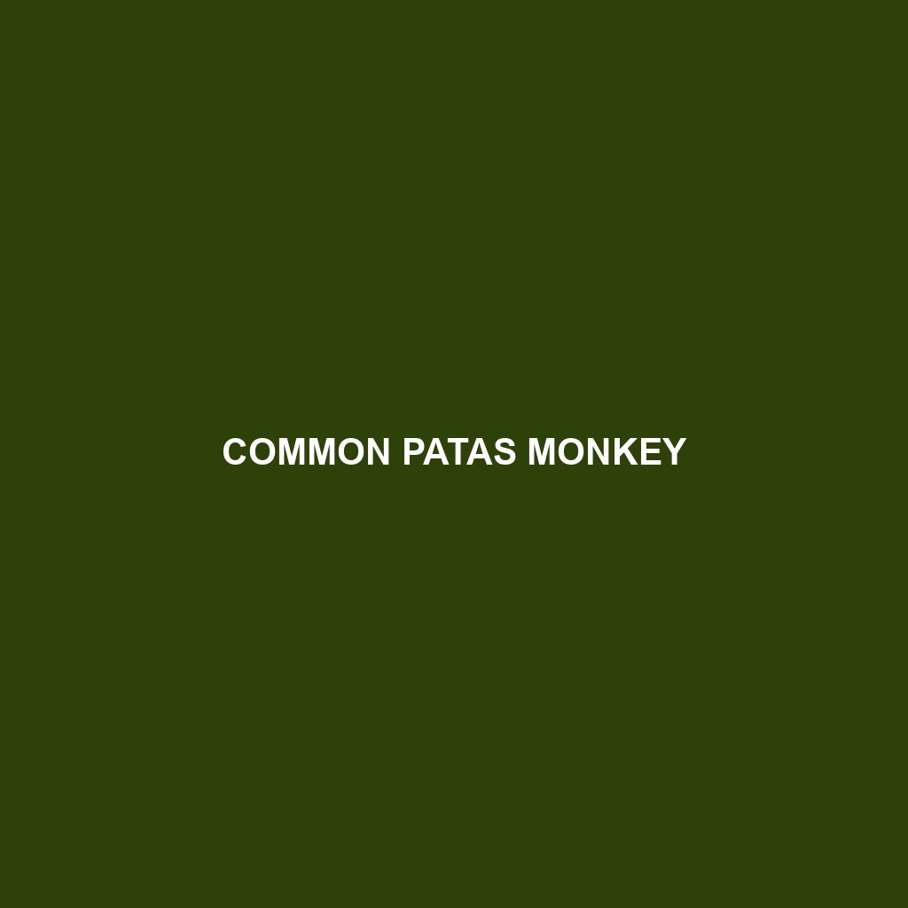 Common Patas Monkey