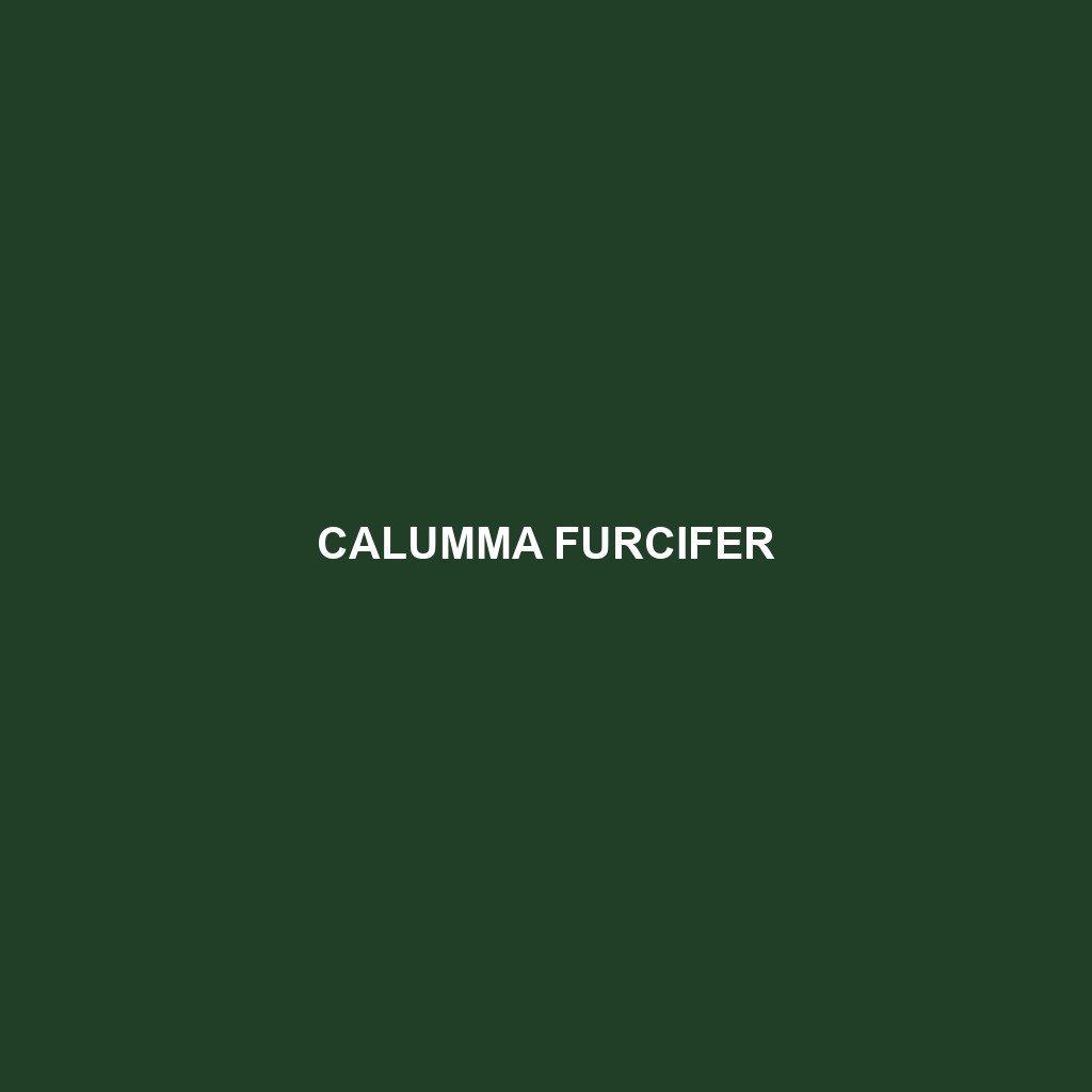 Calumma furcifer