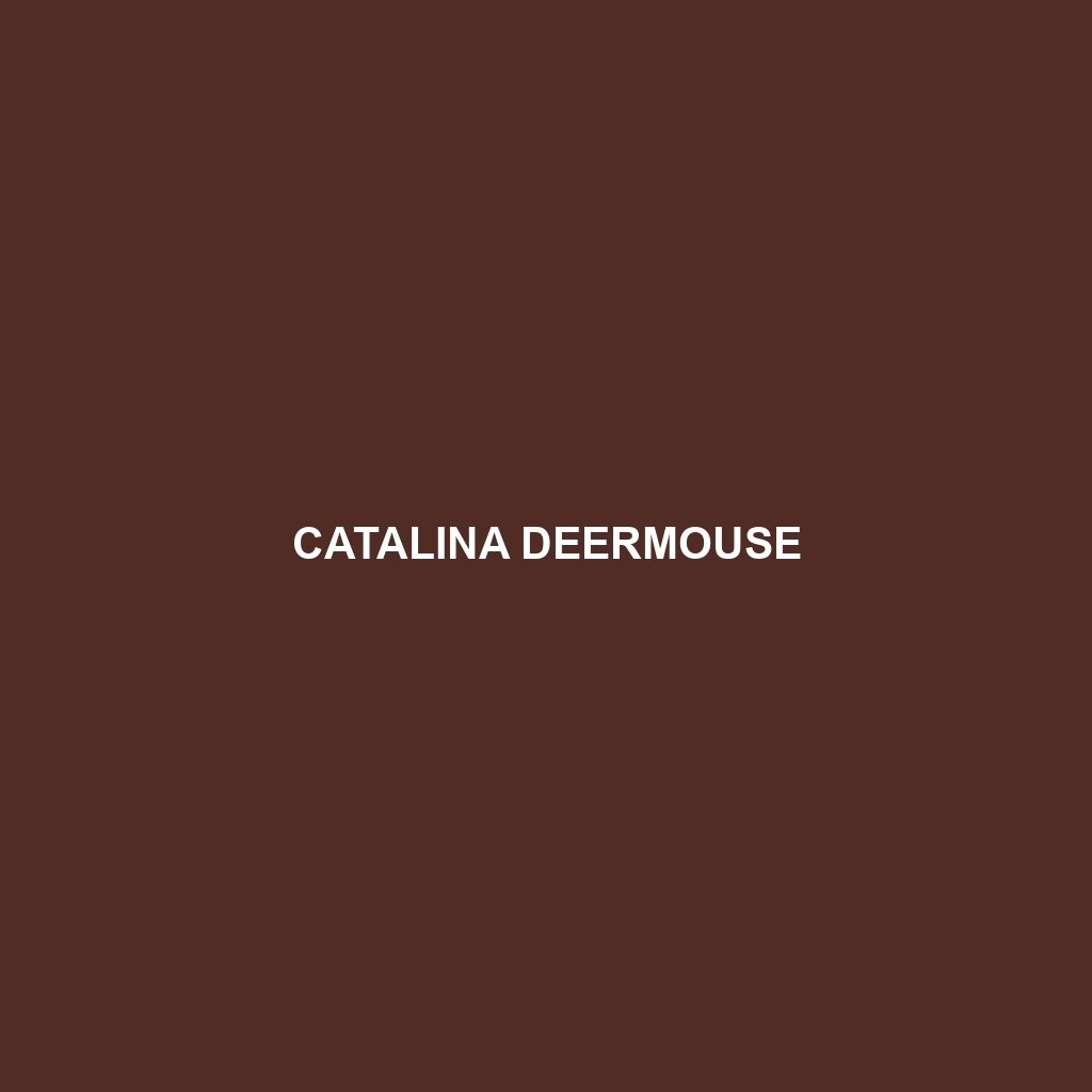 Catalina Deermouse