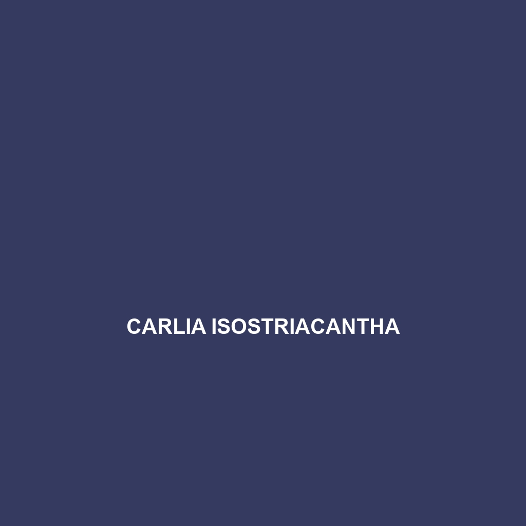 Carlia insularis