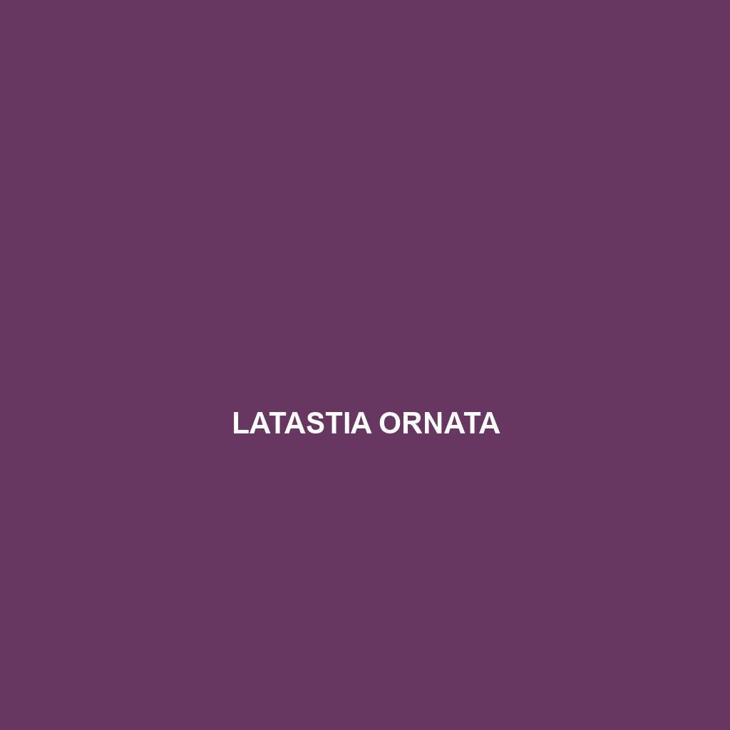 Latastia ornata