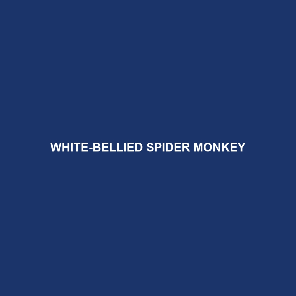 White-bellied Spider Monkey