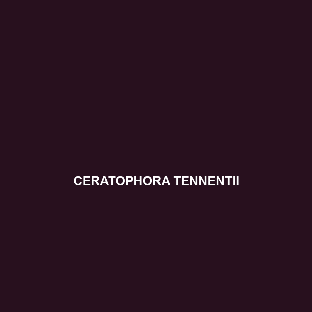 Ceratophora tennentii