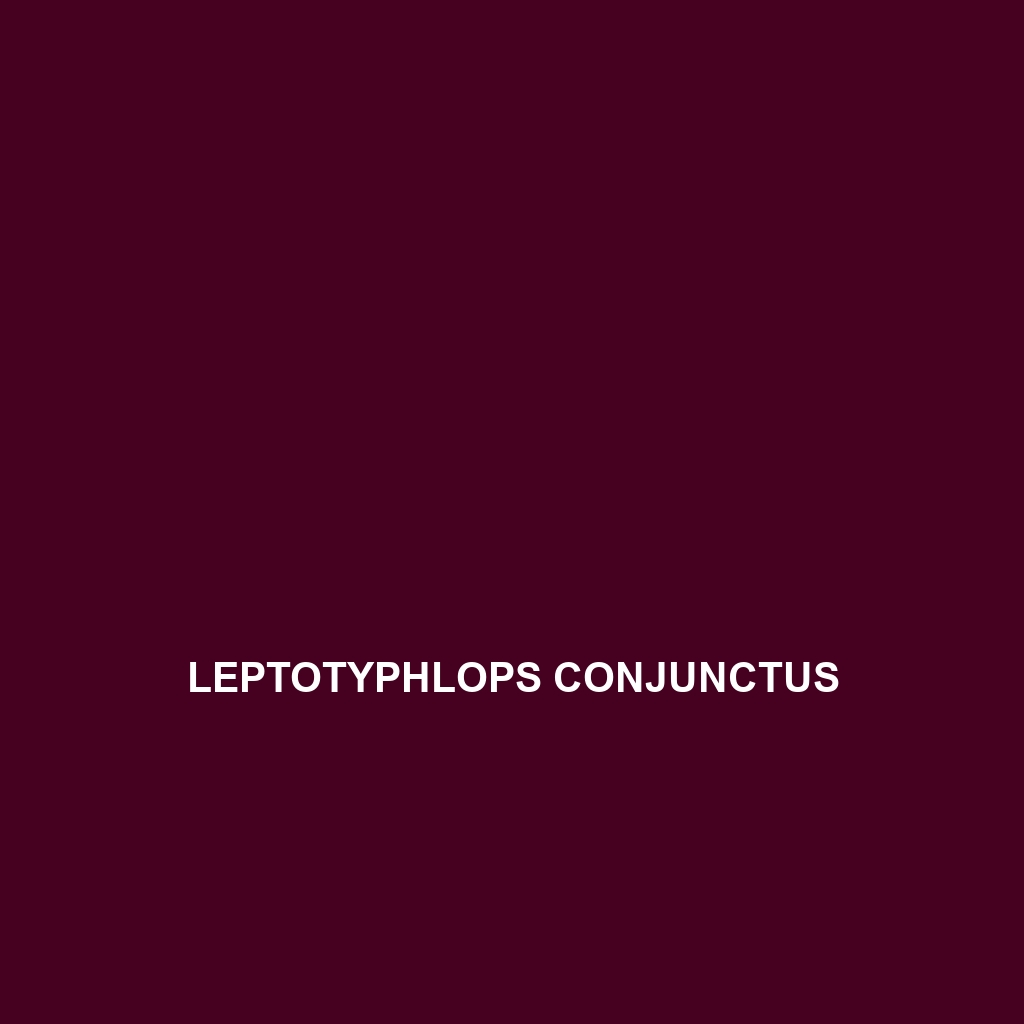 Leptotyphlops conjunctus