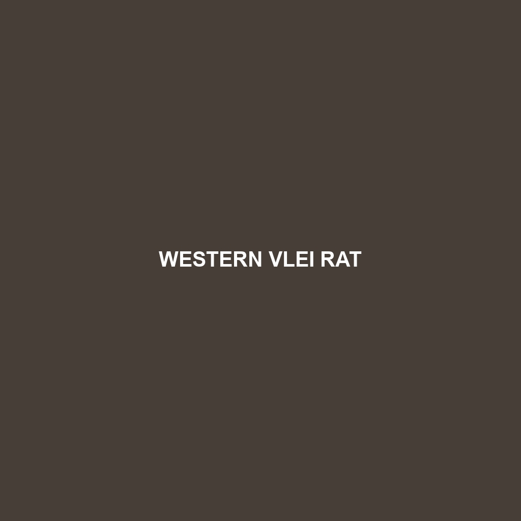 Western Vlei Rat