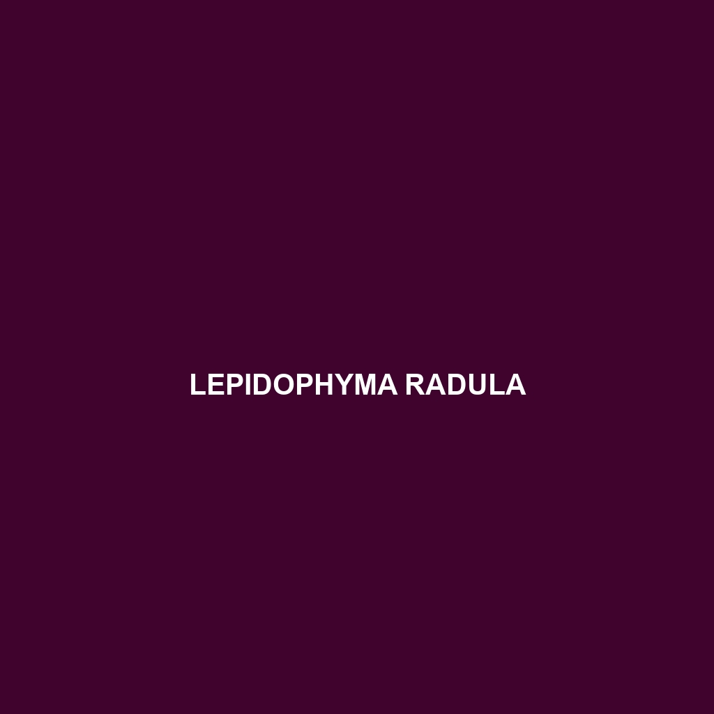 Lepidophyma radula