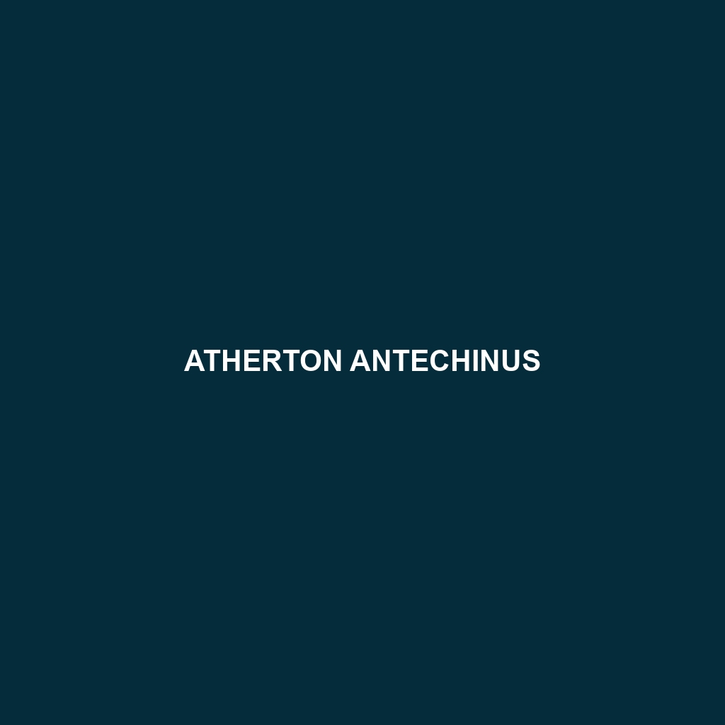 Atherton Antechinus