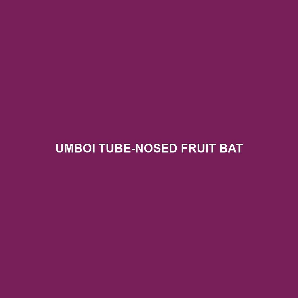 Umboi Tube-nosed Fruit Bat