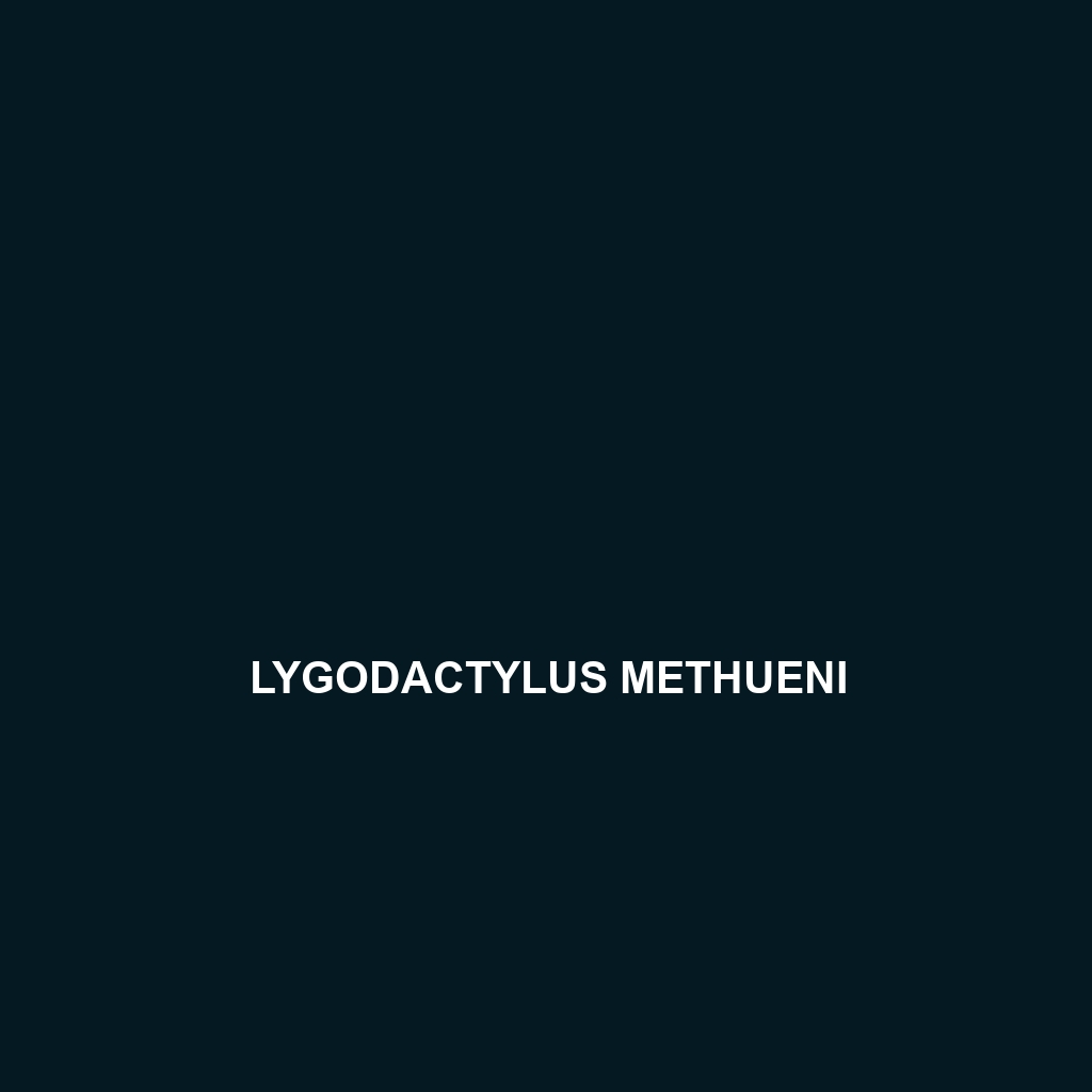 Lygodactylus methueni