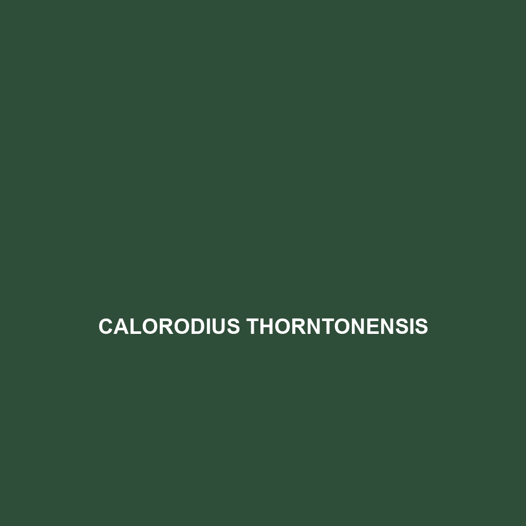 Calorodius thorntonensis