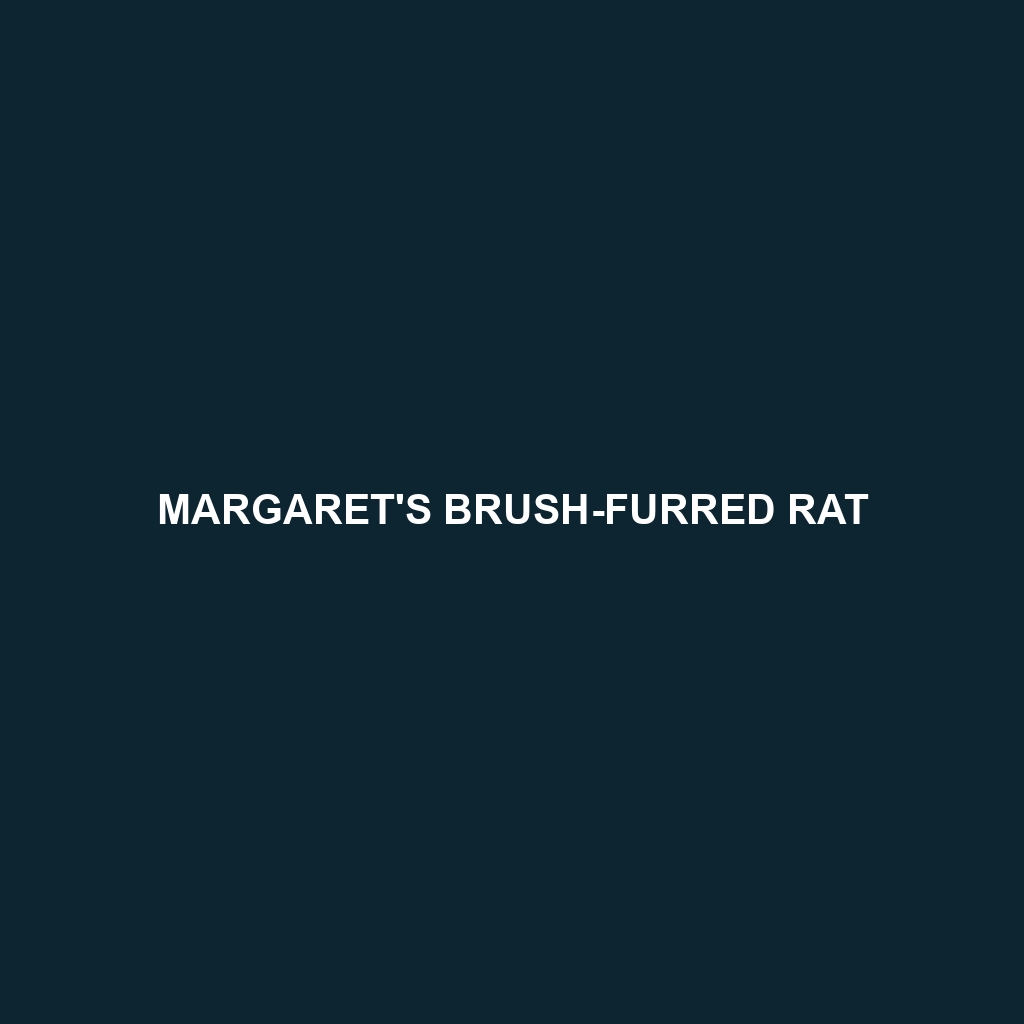 Margaret's Brush-furred Rat