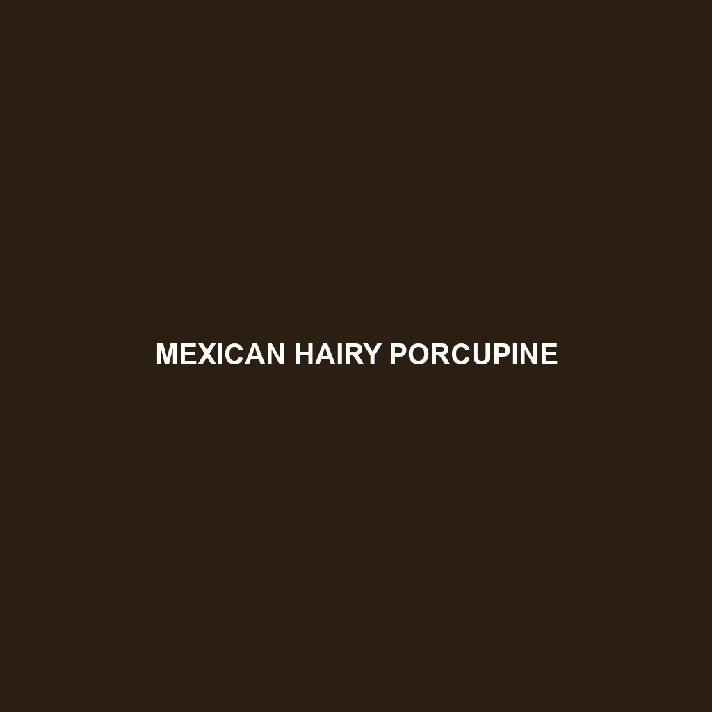 Mexican Hairy Porcupine