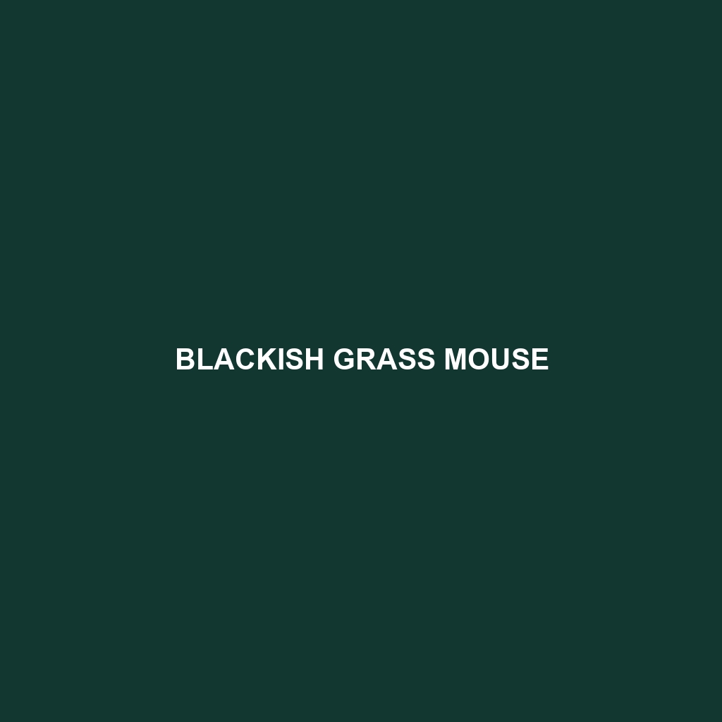 Blackish Grass Mouse