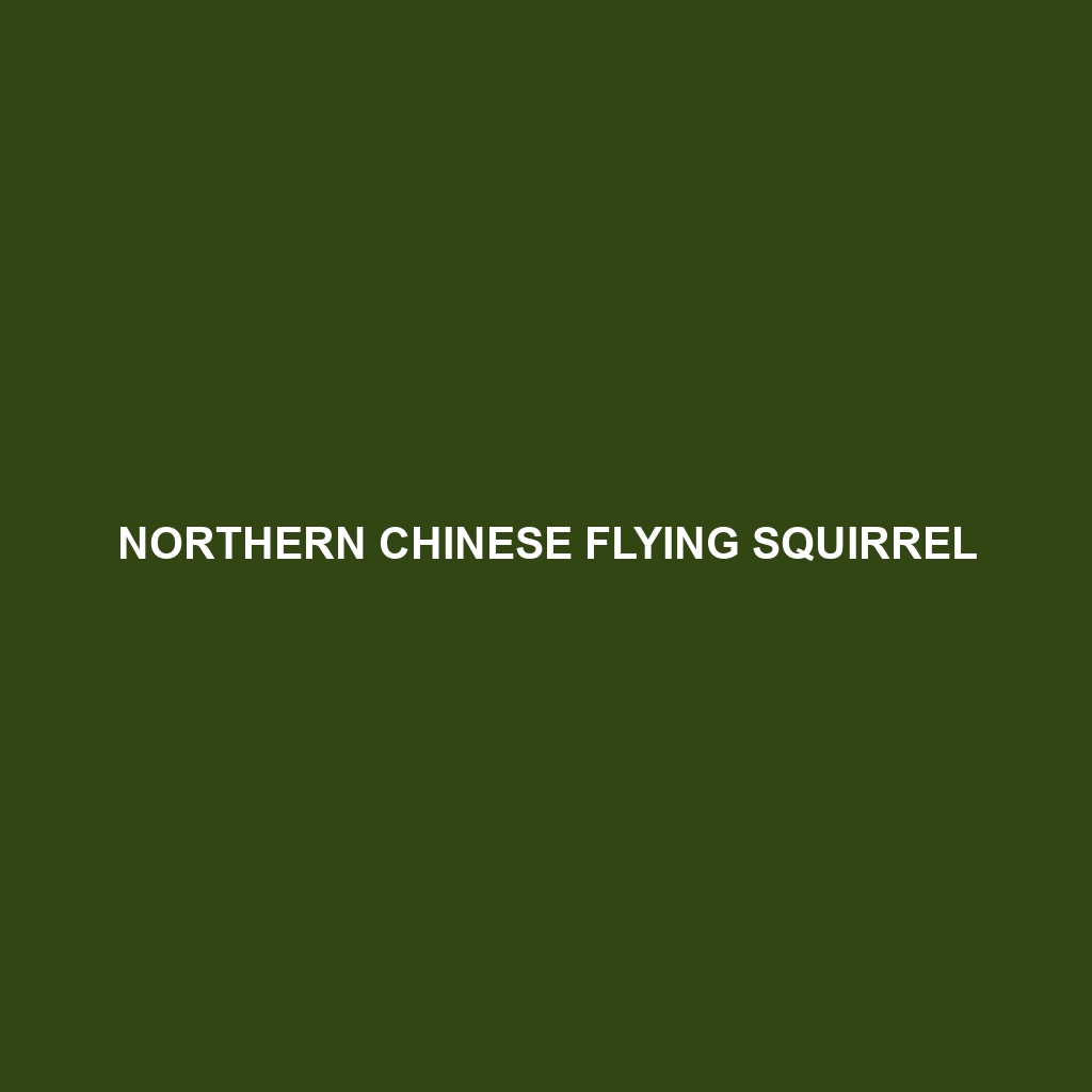 Northern Chinese Flying Squirrel