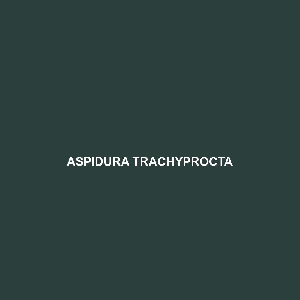 Aspidura trachyprocta