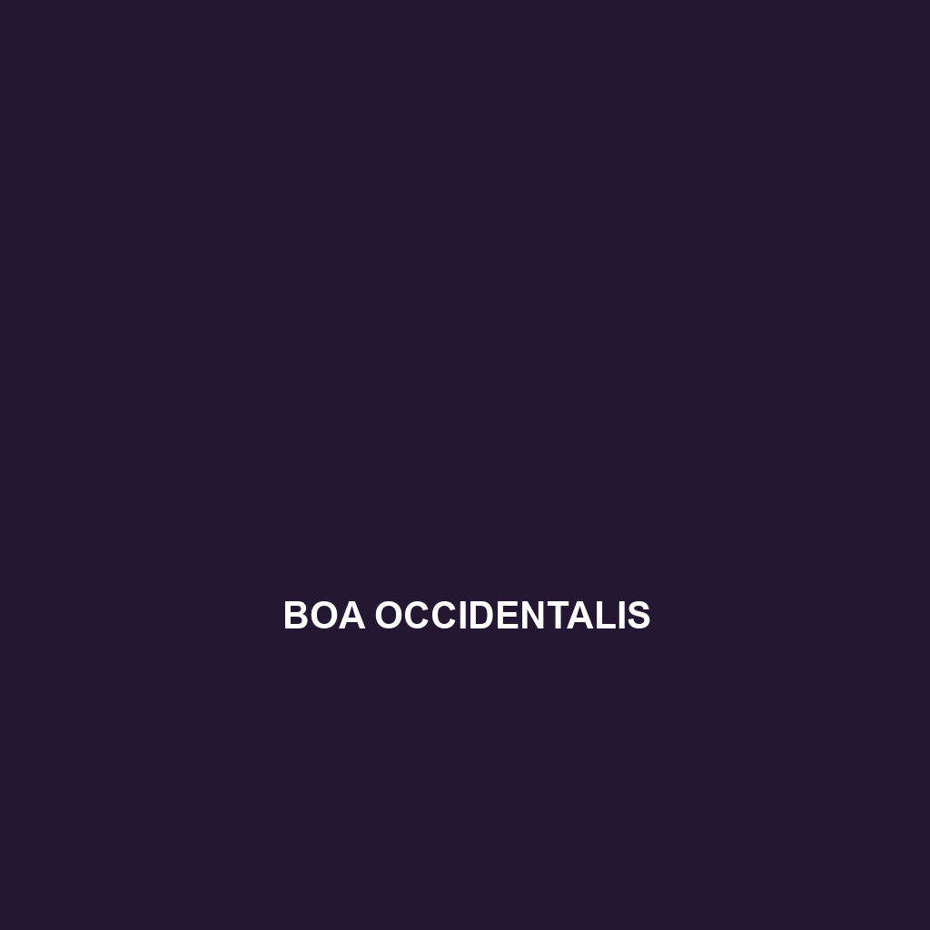 Boa occidentalis