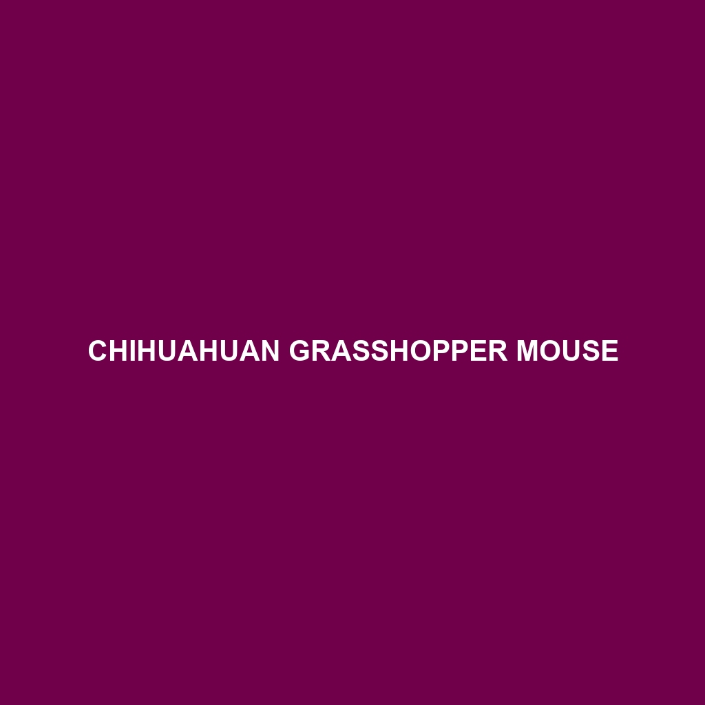 Chihuahuan Grasshopper Mouse