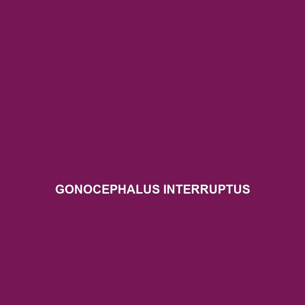 Gonocephalus interruptus