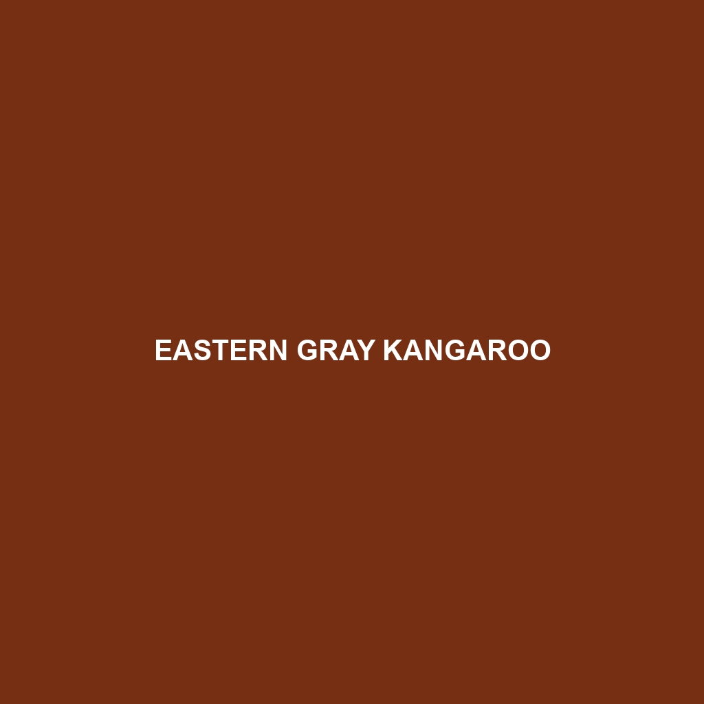 Eastern Gray Kangaroo