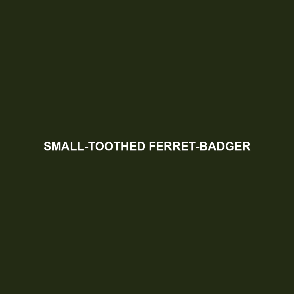 Small-toothed Ferret-badger