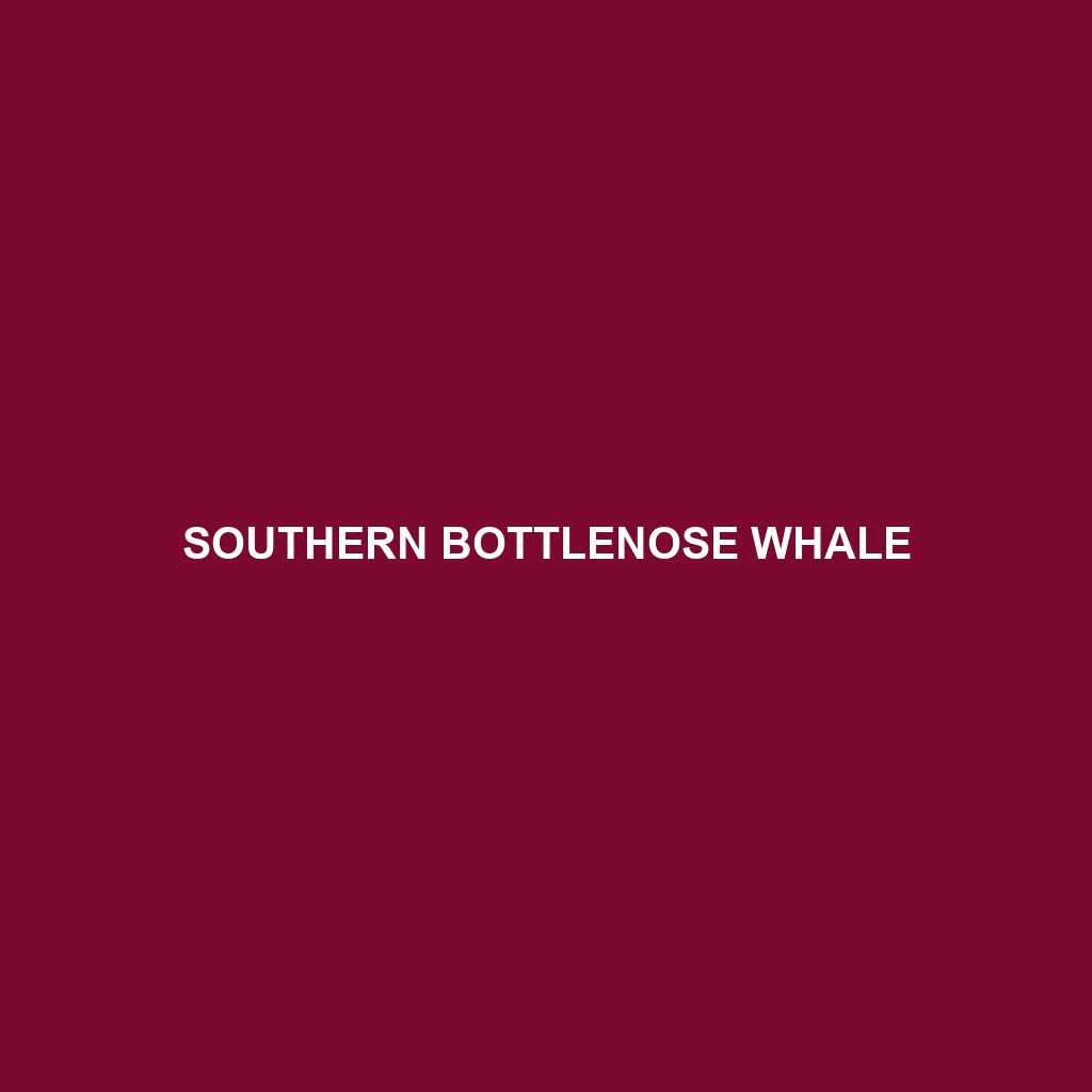 Southern Bottlenose Whale