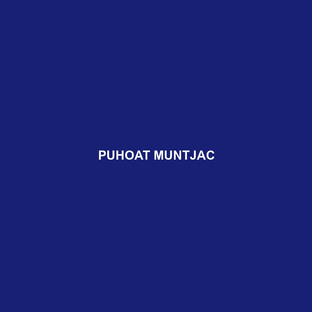 Puhoat Muntjac