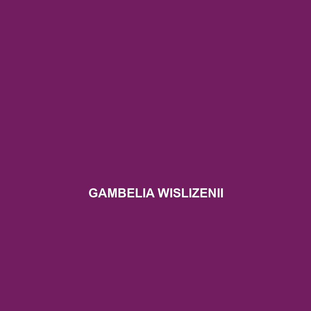 Gambelia wislizenii