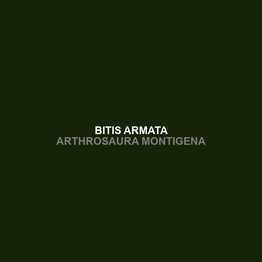 Bitis armata