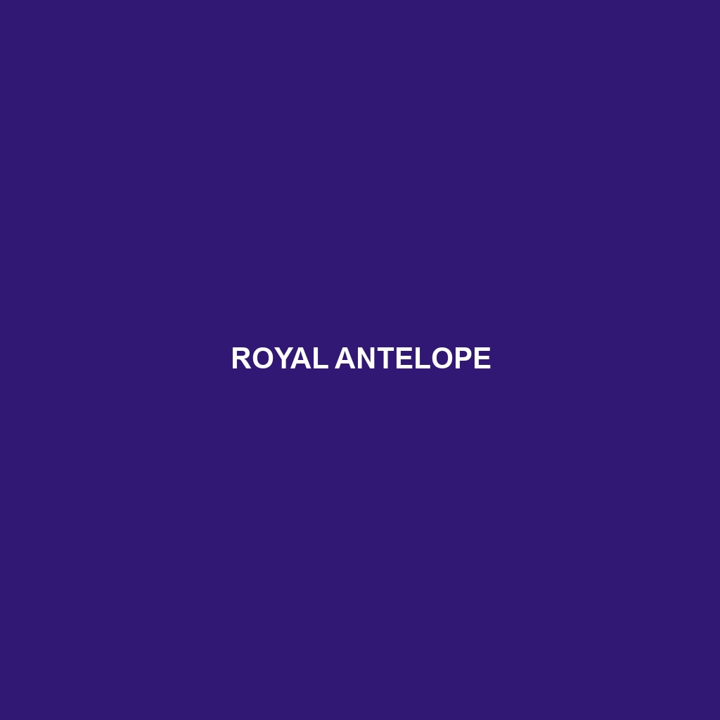 Royal Antelope