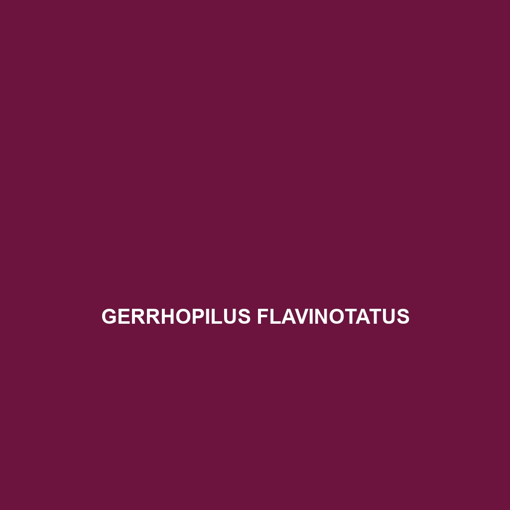 Gerrhopilus flavinotatus