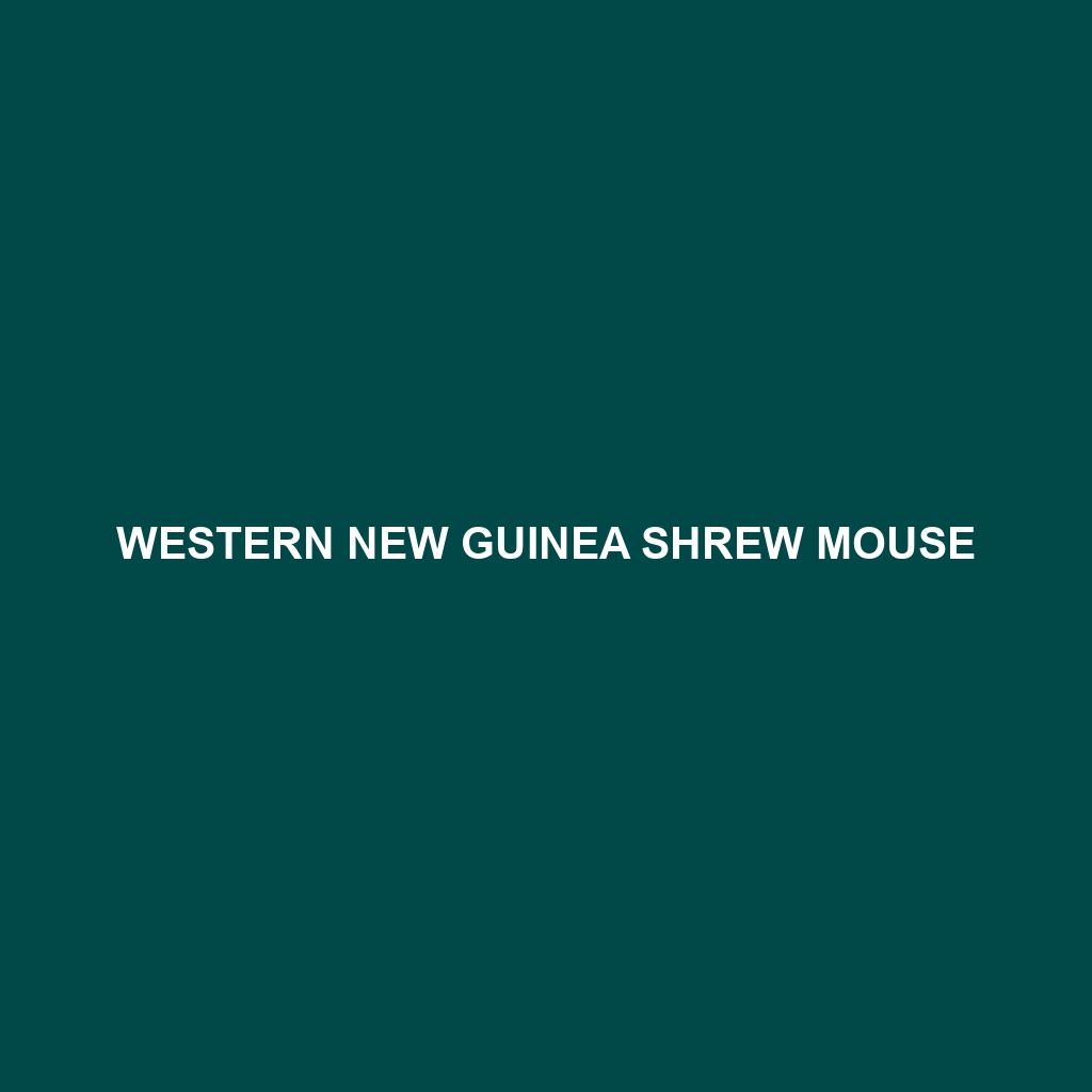 Western New Guinea Shrew Mouse