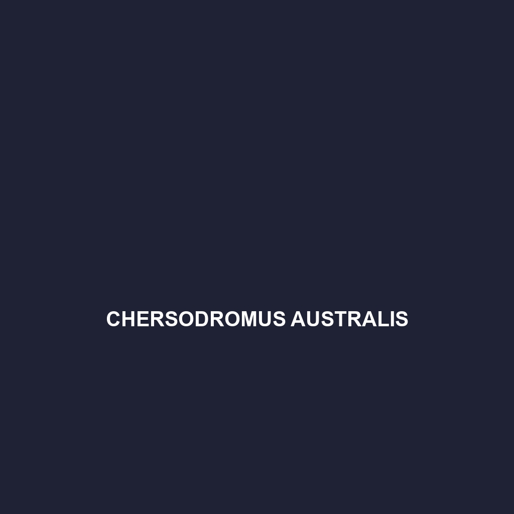 Chersodromus australis