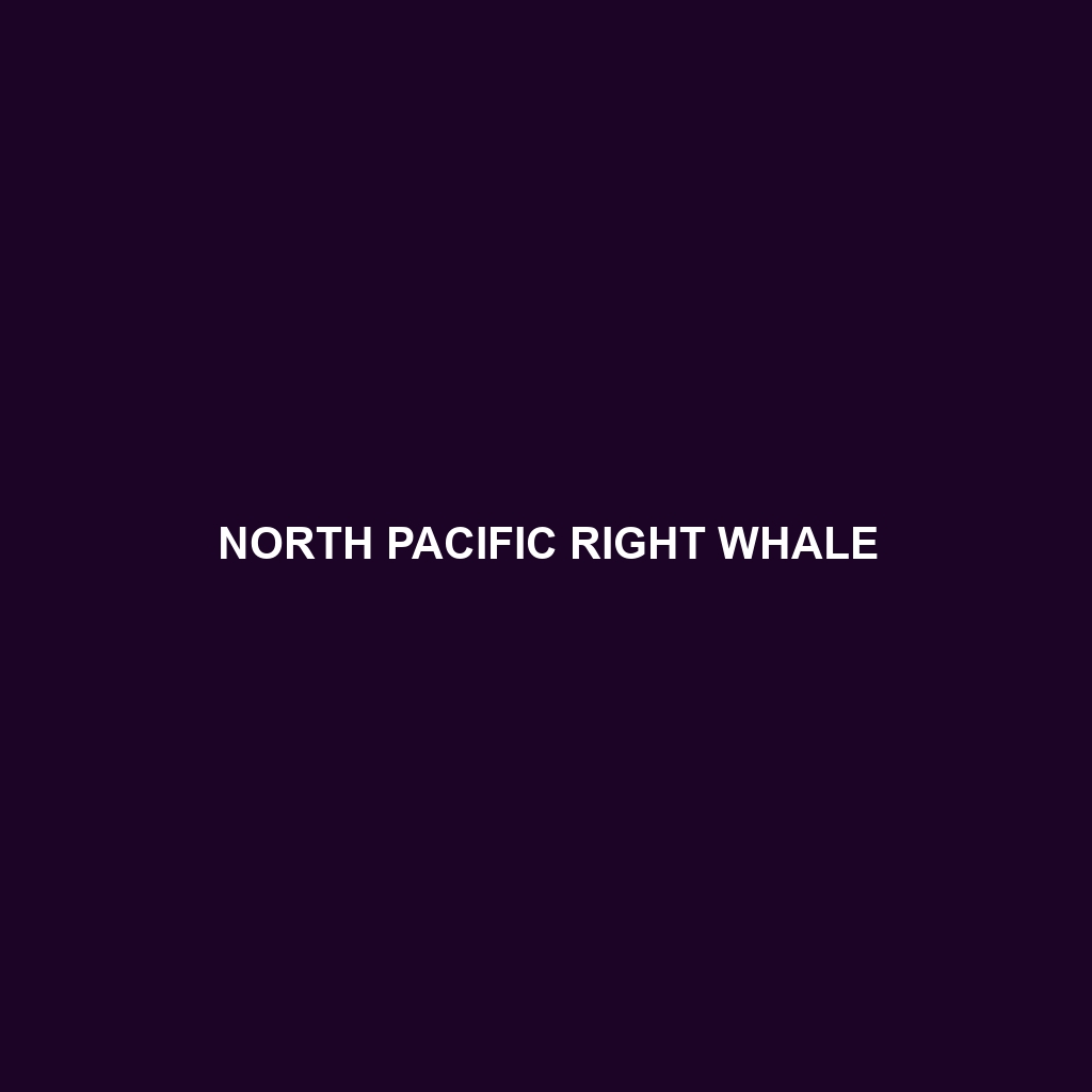 North Pacific Right Whale