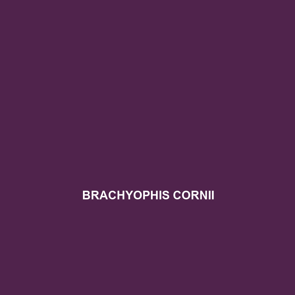 Brachyophis cornii