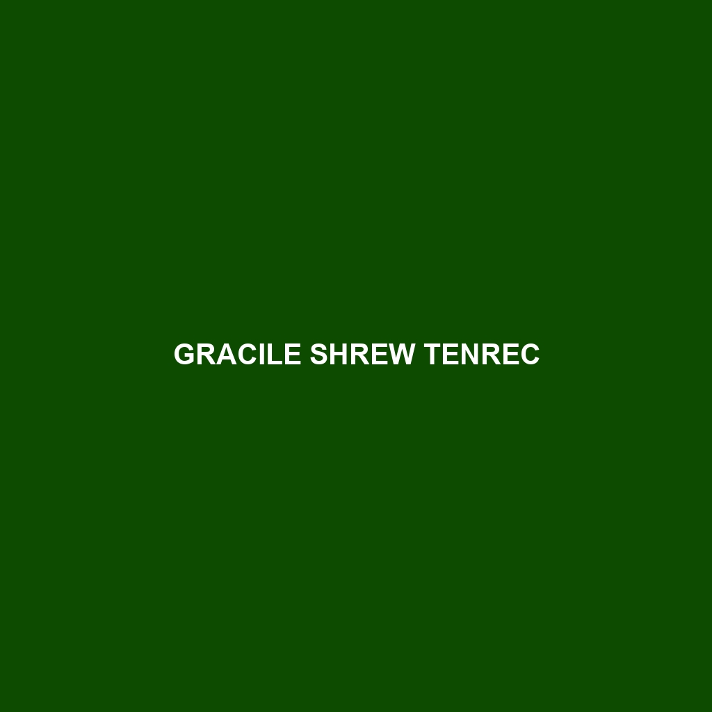 Gracile Shrew Tenrec