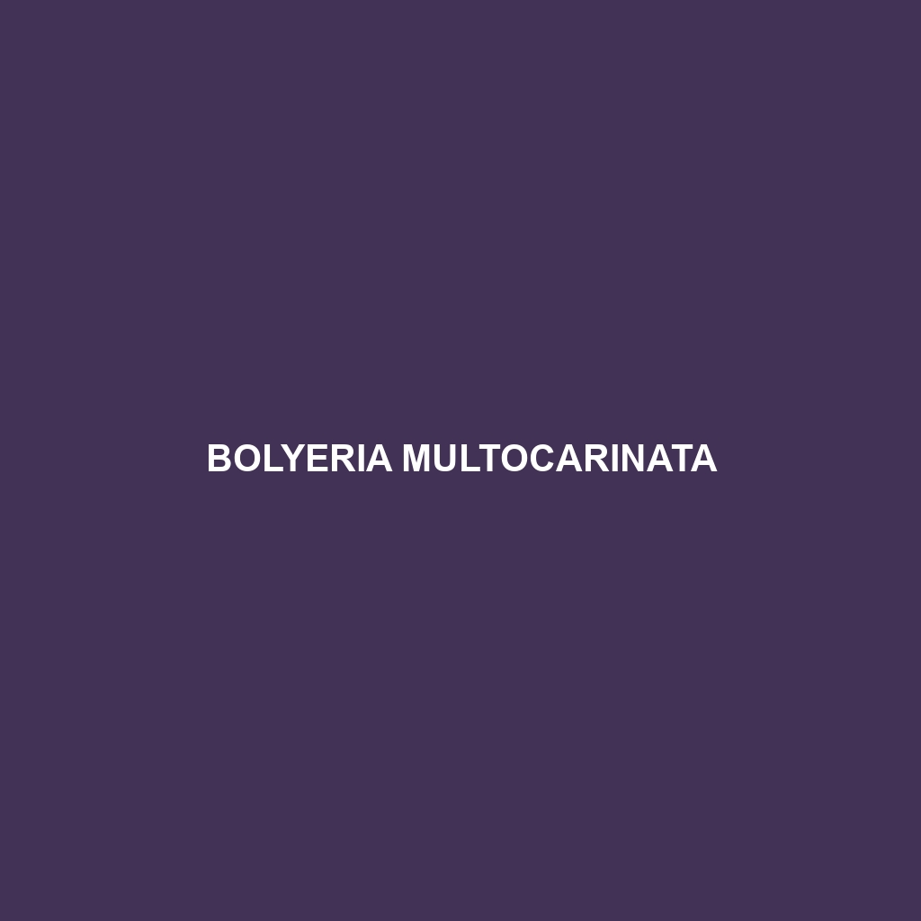 Bolyeria multocarinata