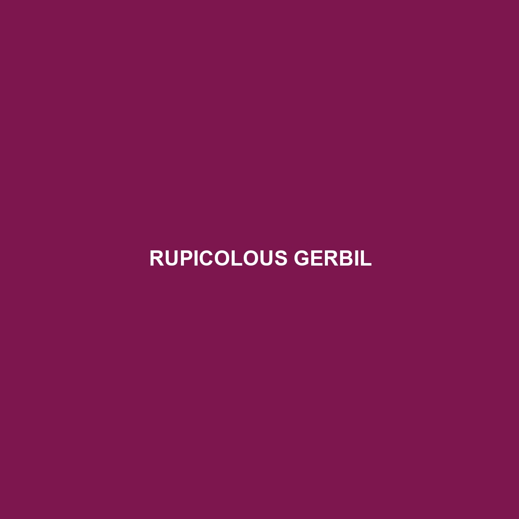 Rupicolous Gerbil