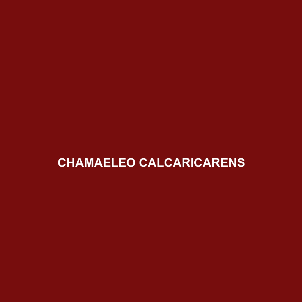 Chamaeleo africanus