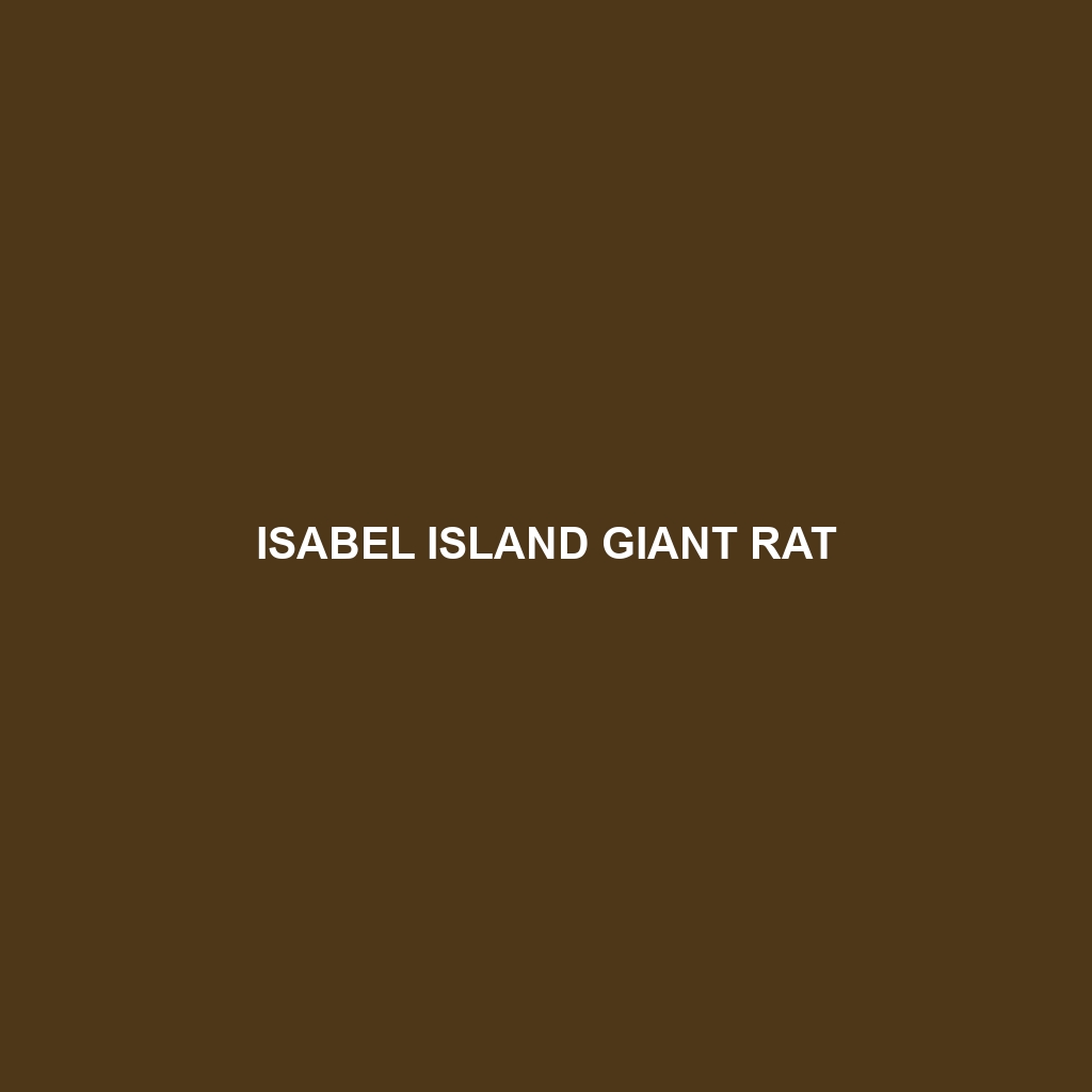 Isabel Island Giant Rat