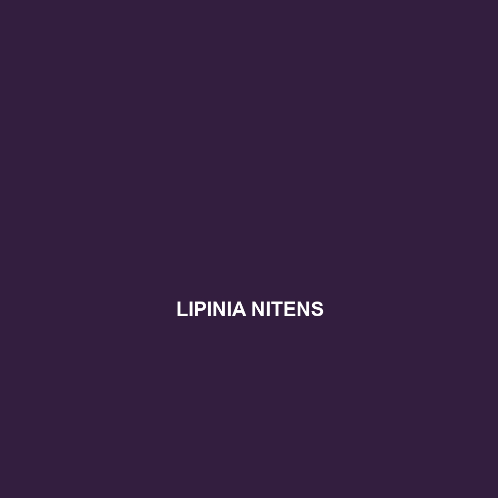 Lipinia nitens