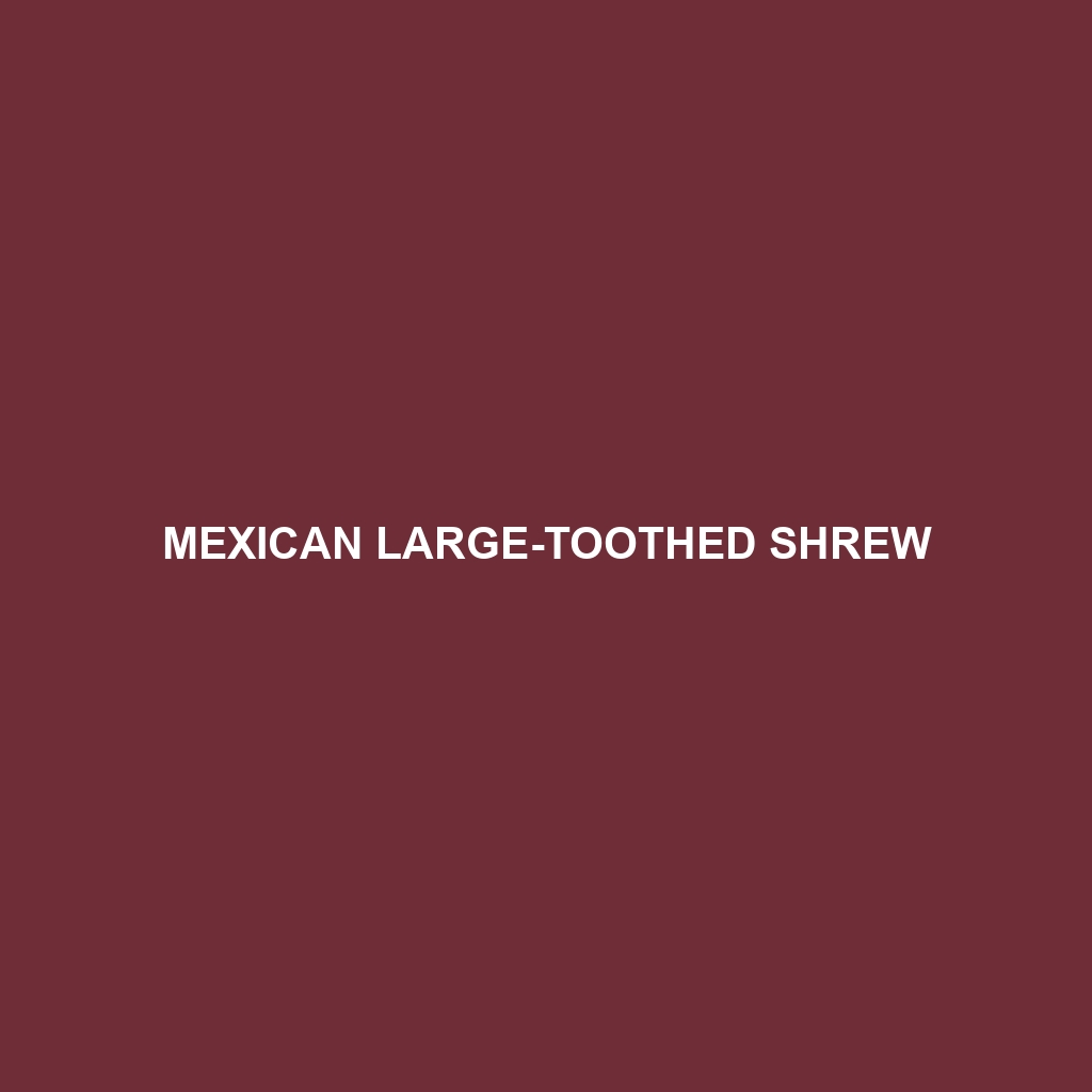 Mexican Large-toothed Shrew